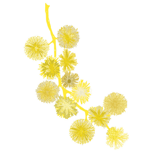 Acacia pycnantha Print