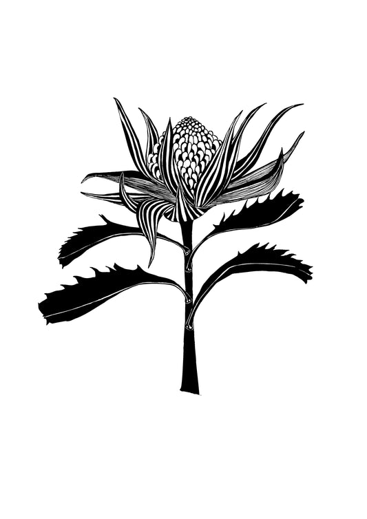 Waratah