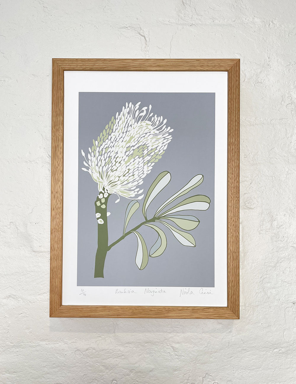 Banksia Marginata Print on Paper