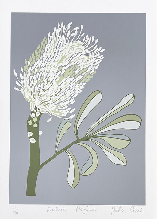 Banksia Marginata Print on Paper