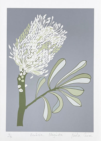 Banksia Marginata Print on Paper