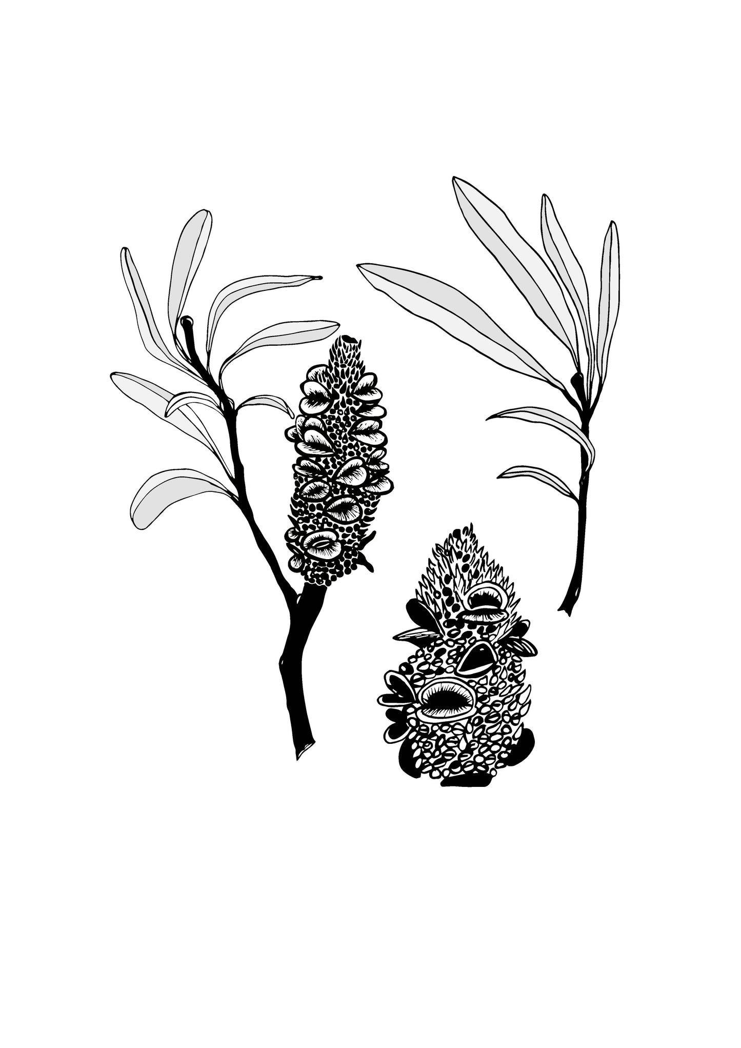 Silver Banksia Print